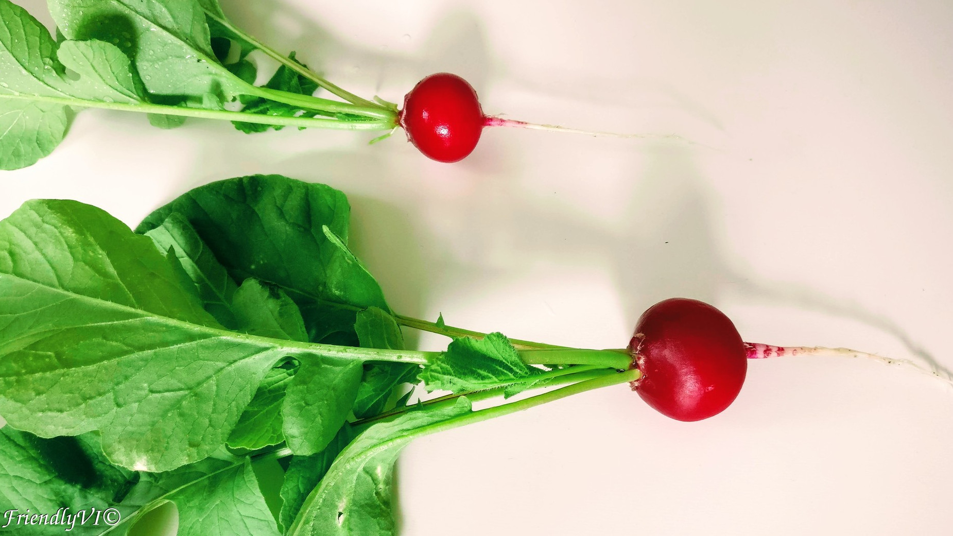 fresh radishes