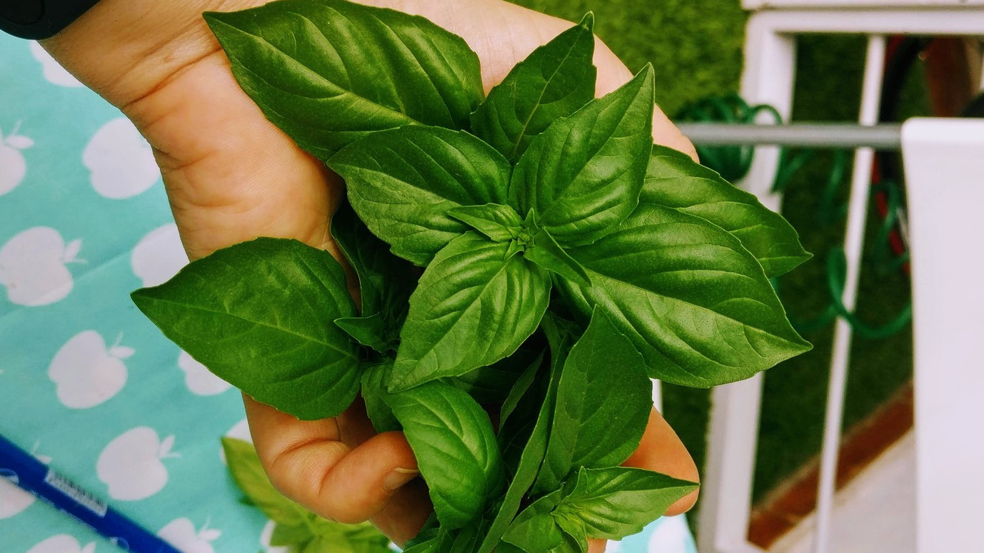 freshly harvested basil