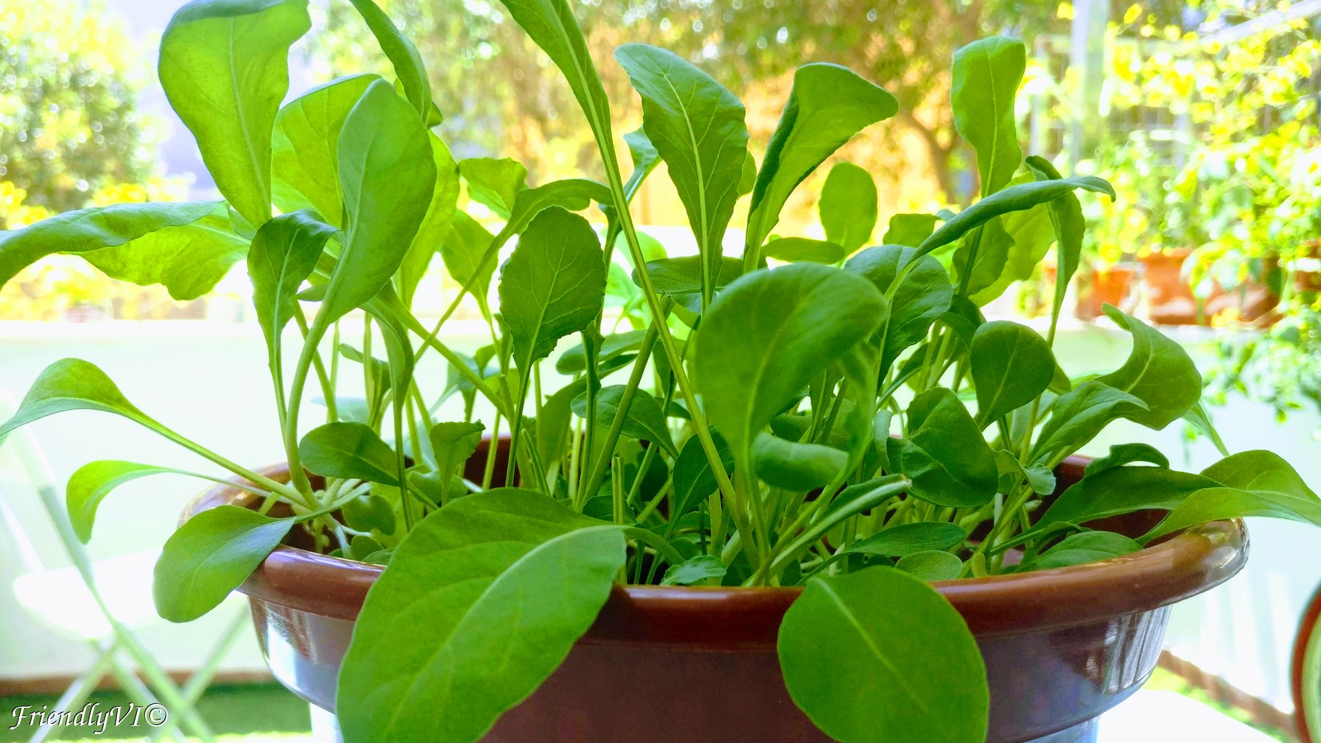 arugula in a pot