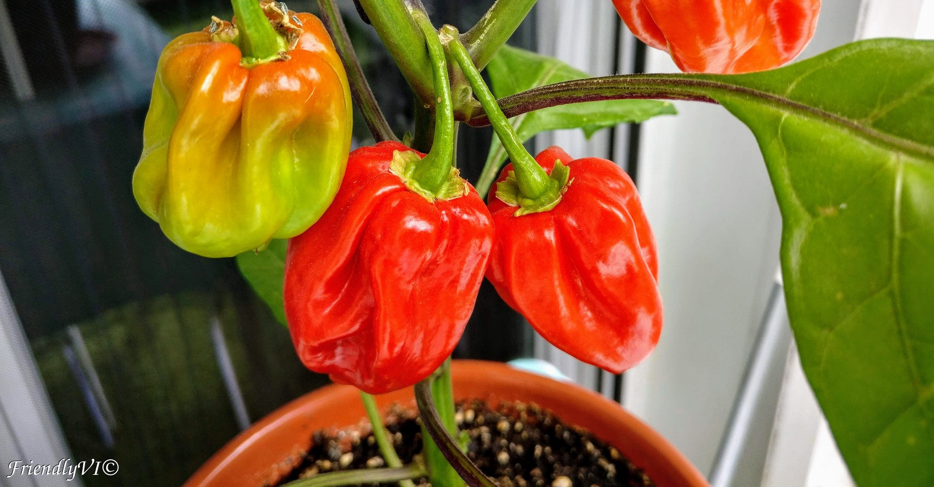 habanero