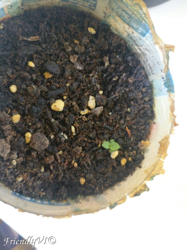 Easy to grow plants in a pot oregano timelaps Thyme consuming