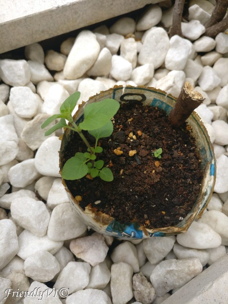 Easy to grow plants in a pot oregano timelaps Thyme consuming