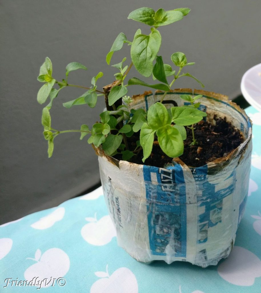 Easy to grow plants in a pot oregano timelaps Thyme consuming
