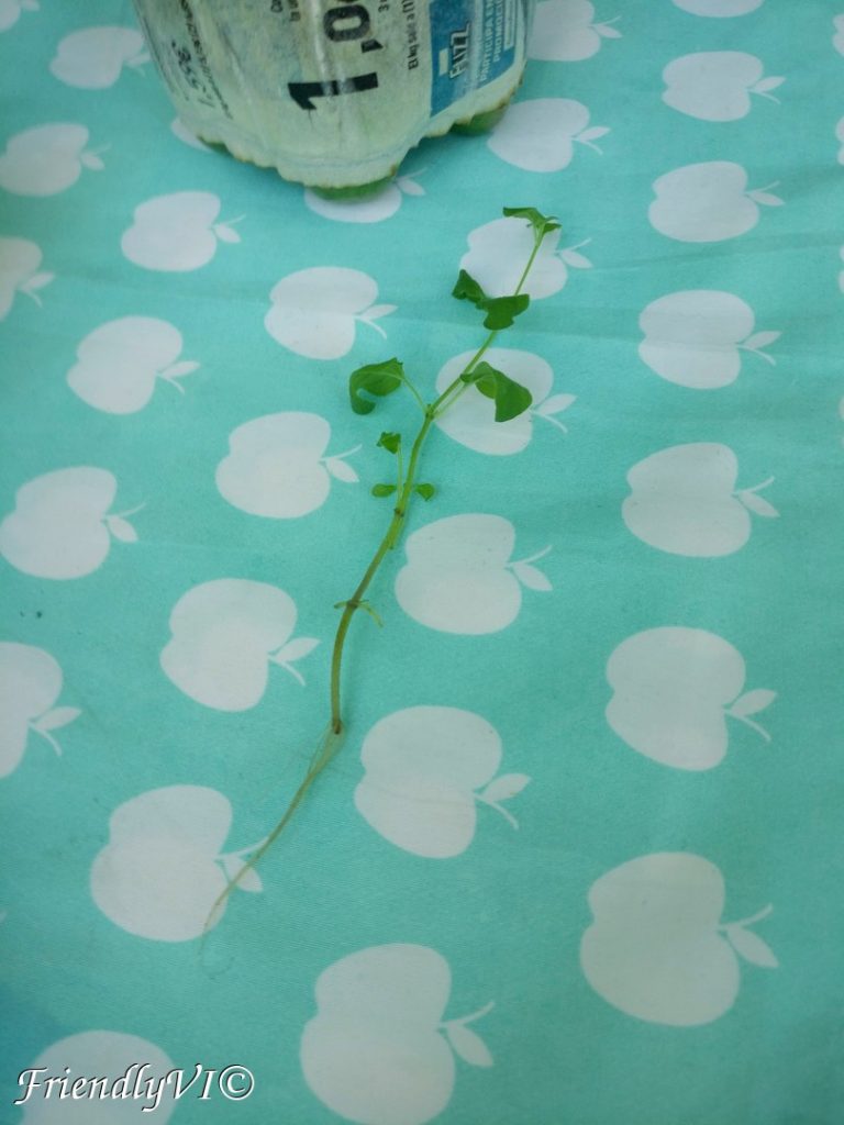Easy to grow plants in a pot oregano timelaps Thyme consuming