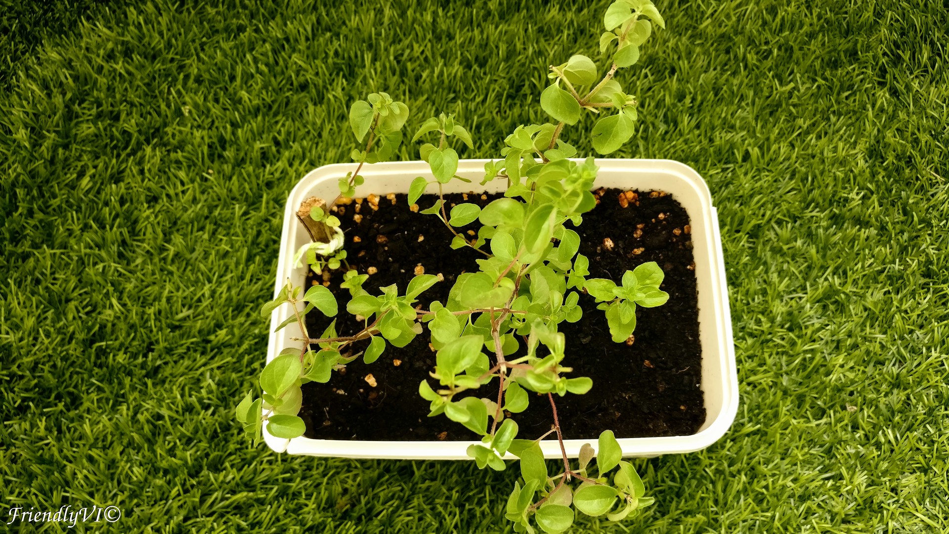 oregano in a pot